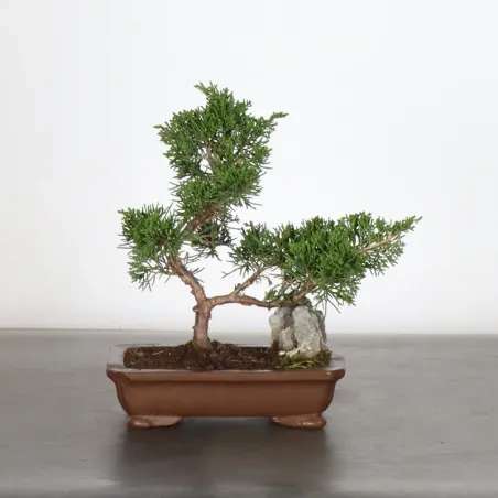 Bonsai Genévrier de Chine
