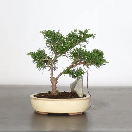 Bonsai Genévrier de Chine