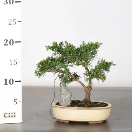 image supplémentaire - JUNIPER "JUNIPERUS...