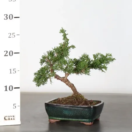 image supplémentaire - GENÉVRIER "JUNIPERUS...