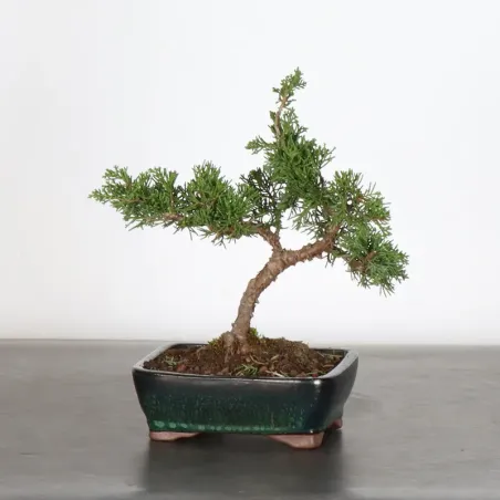 JUNIPER "JUNIPERUS ITOIGAWA" 2-11