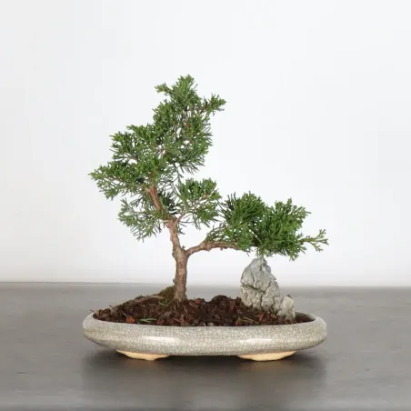 JUNIPERUS ITOIGAWA 2-14