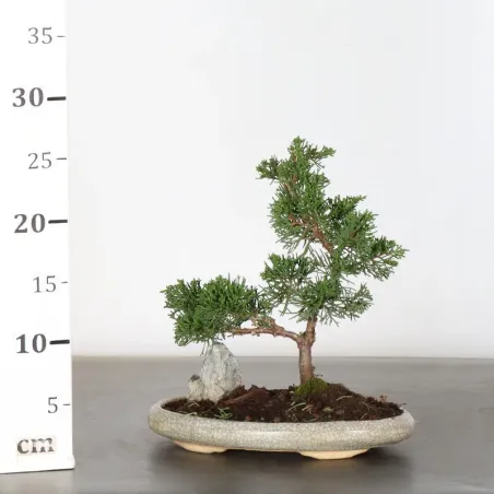 image supplémentaire - GENÉVRIER "JUNIPERUS...