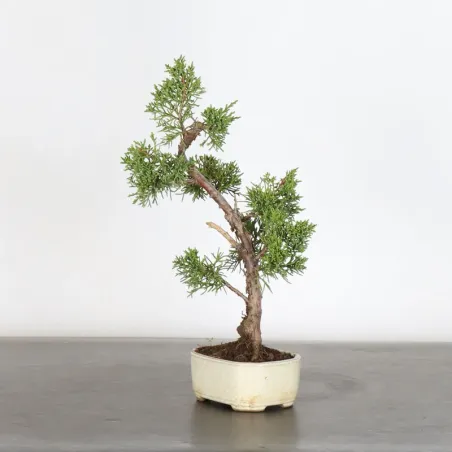 GENÉVRIER "JUNIPERUS KISHU" 2-15