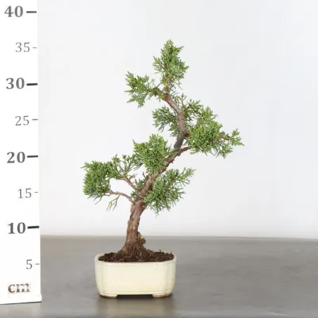 image supplémentaire - GENÉVRIER "JUNIPERUS KISHU"...