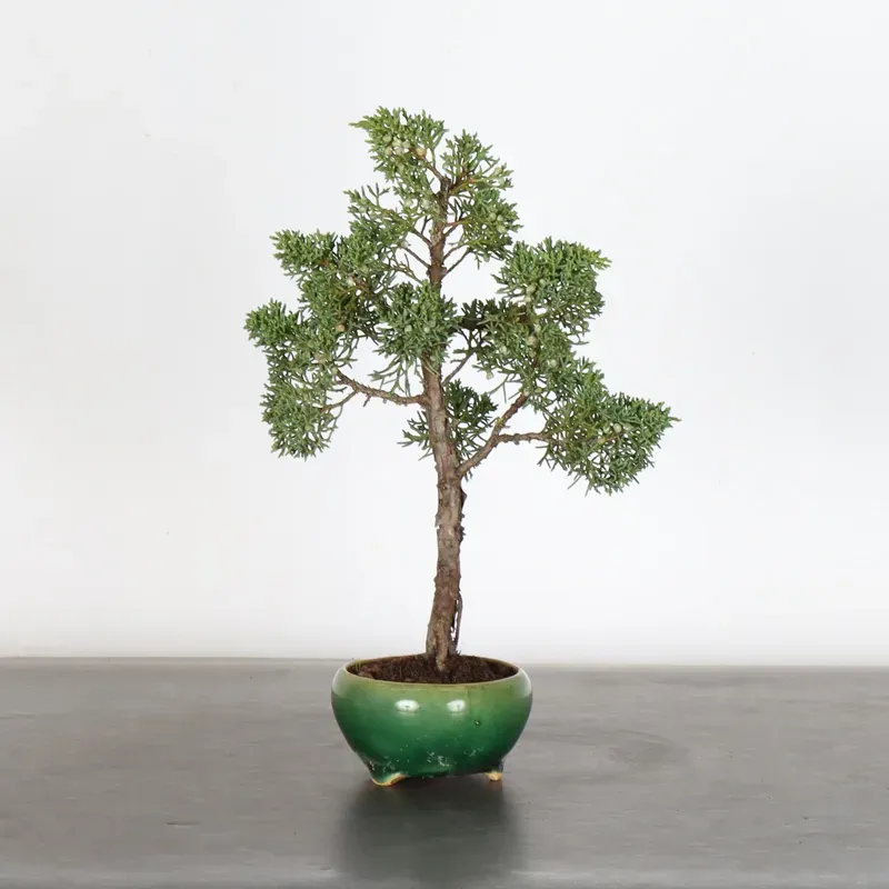 image supplémentaire - JUNIPER "JUNIPERUS KISHU" 3-12