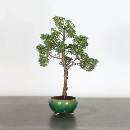 image supplémentaire - JUNIPER "JUNIPERUS KISHU" 3-12