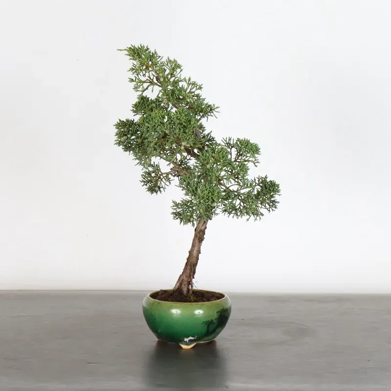 JUNIPER "JUNIPERUS KISHU" 3-12