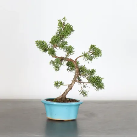 GENÉVRIER "JUNIPERUS KISHU" 3-13