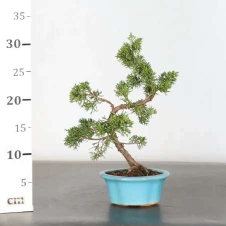 image supplémentaire - GENÉVRIER "JUNIPERUS KISHU"...