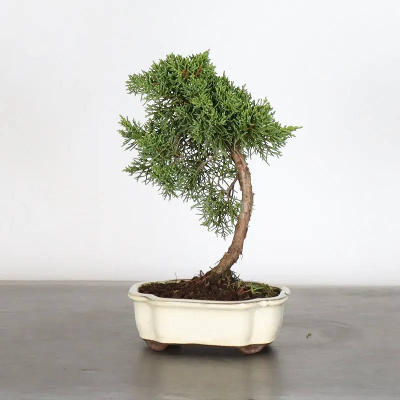 Bonsai Chinese Juniper