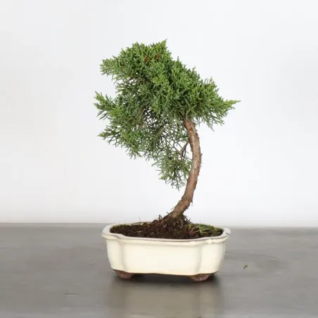 Bonsai Genévrier de Chine