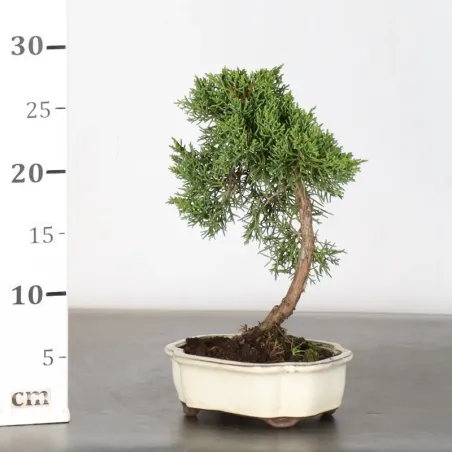 image supplémentaire - GENÉVRIER "JUNIPERUS KISHU"...