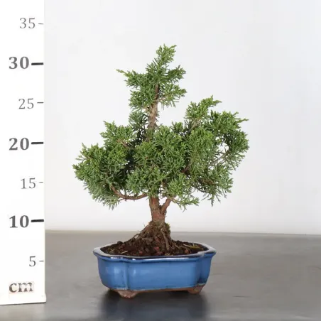 image supplémentaire - JUNIPER "JUNIPERUS KISHU" 1-22