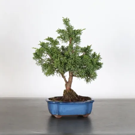 Bonsai Genévrier de Chine
