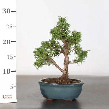 image supplémentaire - JUNIPER "JUNIPERUS KISHU" 2-10