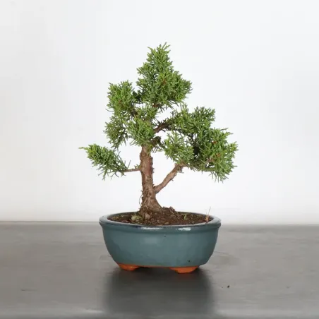 JUNIPER "JUNIPERUS KISHU" 2-10