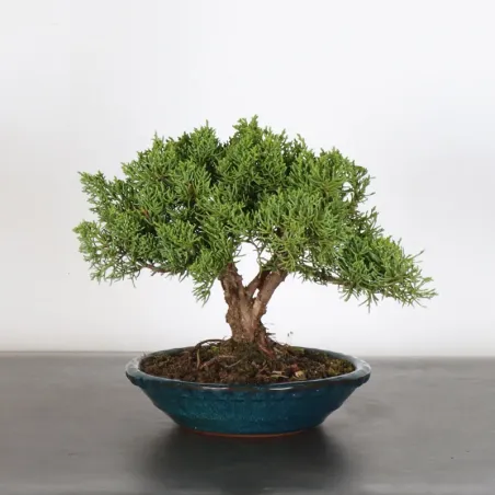 GENÉVRIER "JUNIPERUS KISHU" 2-8