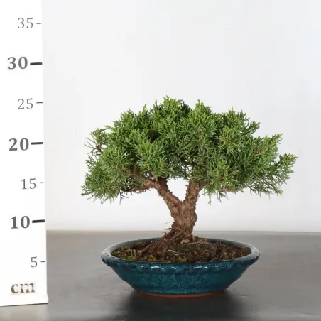 image supplémentaire - GENÉVRIER "JUNIPERUS KISHU"...