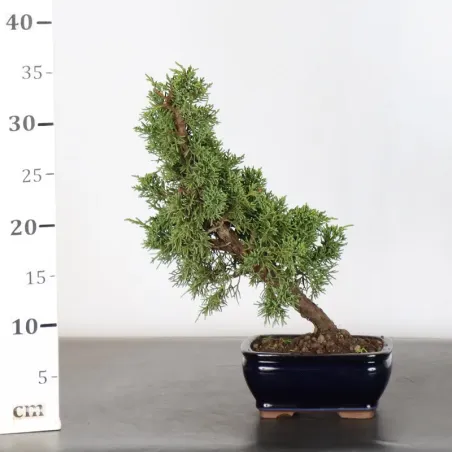 image supplémentaire - GENÉVRIER "JUNIPERUS KISHU"...