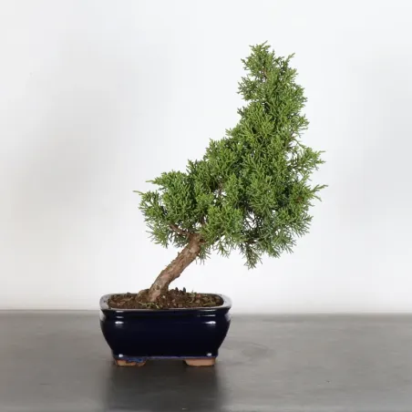 JUNIPER "JUNIPERUS KISHU" 3-11