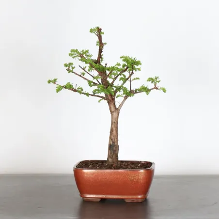 Bonsai METASEQUOIA ME-1-3