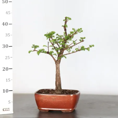 image supplémentaire - METASEQUOIA 1-3