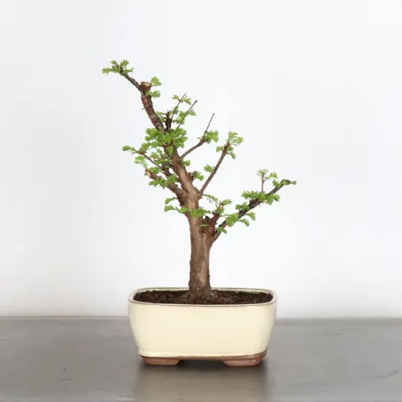 Bonsai METASEQUOIA ME-1-4