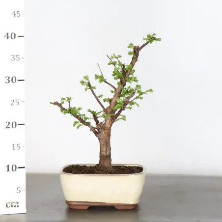 image supplémentaire - METASEQUOIA 1-4