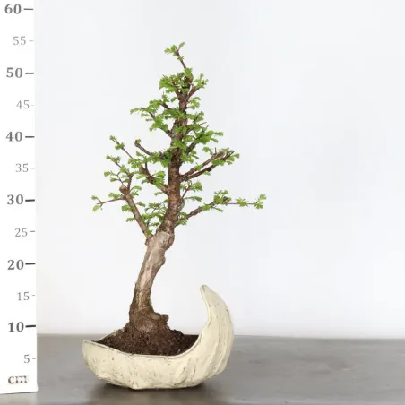 image supplémentaire - METASEQUOIA 1-5