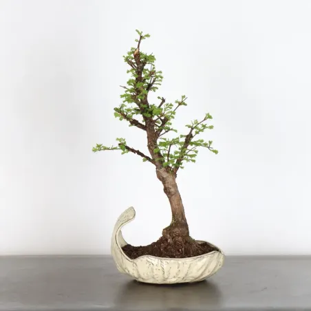 Bonsai METASEQUOIA ME-1-5