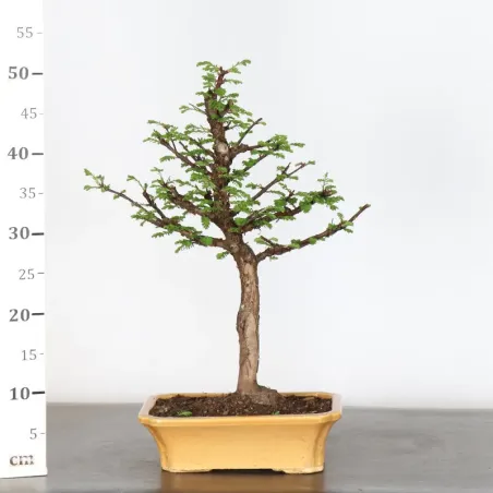 image supplémentaire - METASEQUOIA 1-7