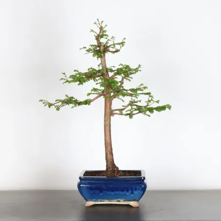 Bonsai METASEQUOIA ME-1-8