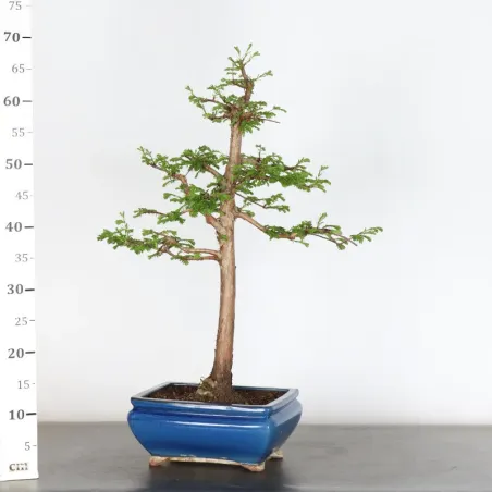 image supplémentaire - METASEQUOIA 1-8