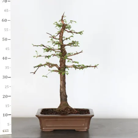 image supplémentaire - METASEQUOIA 1-9