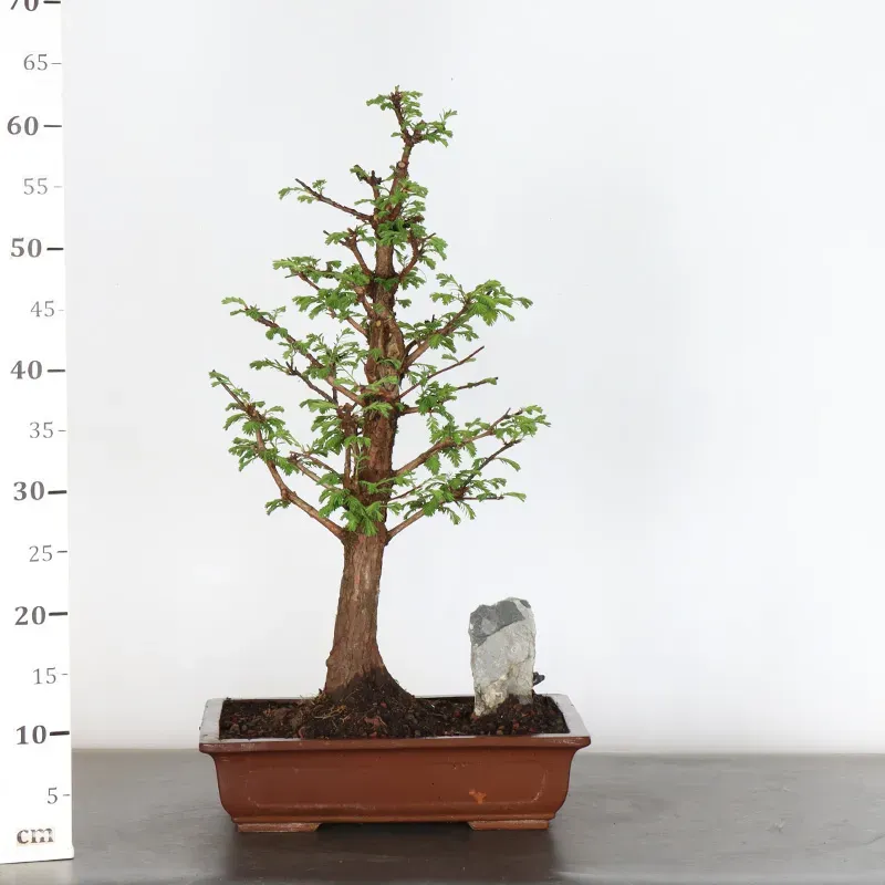 image supplémentaire - METASEQUOIA 1-11