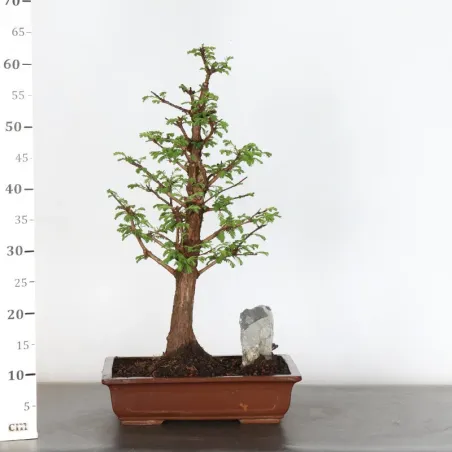 image supplémentaire - METASEQUOIA 1-11