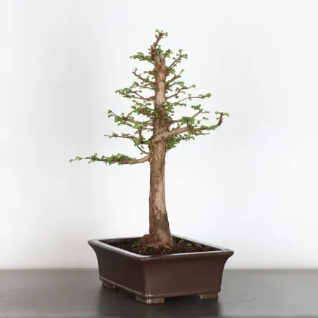 image supplémentaire - METASEQUOIA 1-12