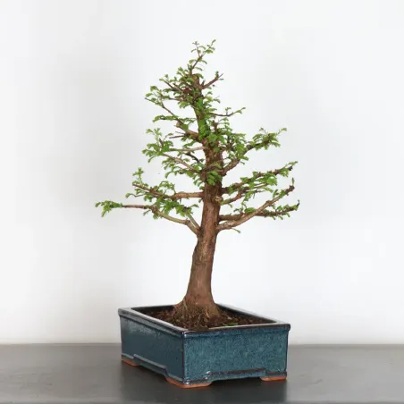 image supplémentaire - METASEQUOIA 2-6