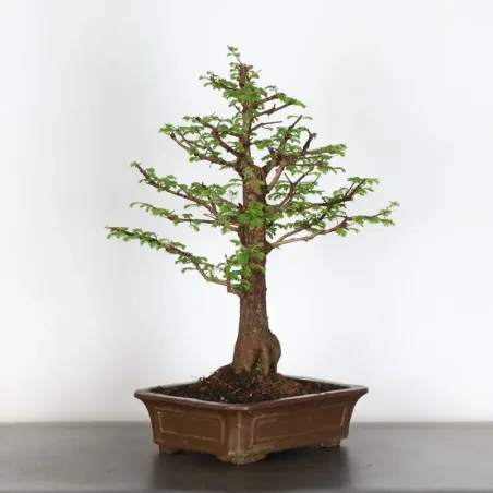 image supplémentaire - METASEQUOIA 3-4