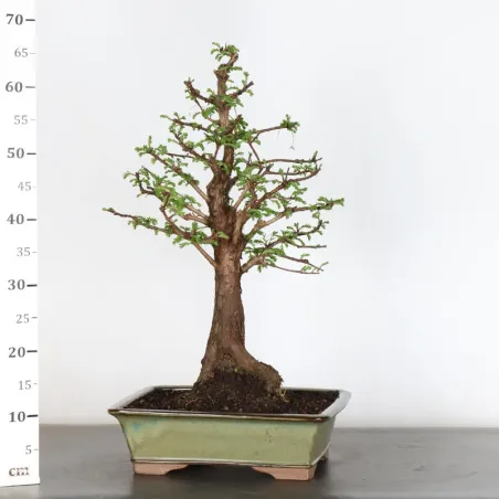 image supplémentaire - METASEQUOIA 3-5