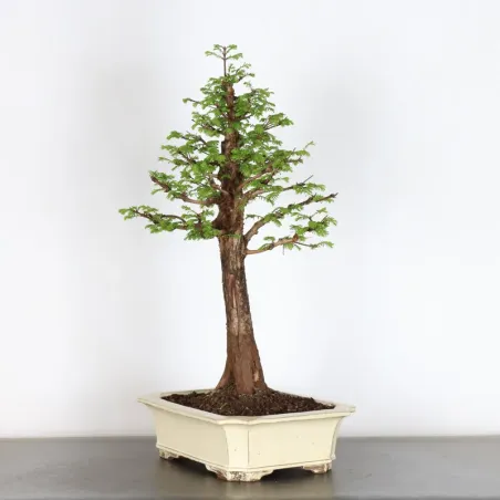 image supplémentaire - METASEQUOIA 3-6