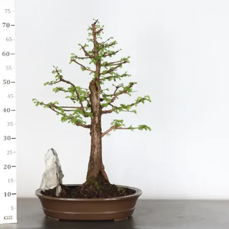 image supplémentaire - METASEQUOIA 3-8 (pot chipped)