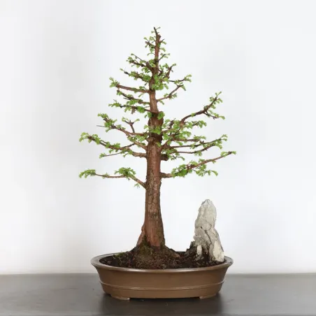 METASEQUOIA 3-8 (pot chipped)