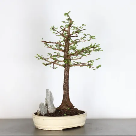 image supplémentaire - METASEQUOIA 3-9