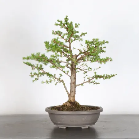 Larch "Larix decidua" 1-2