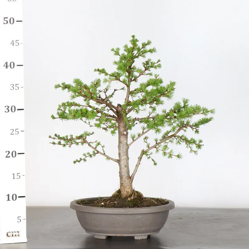 image supplémentaire - Mélèze "Larix decidua" 1-2