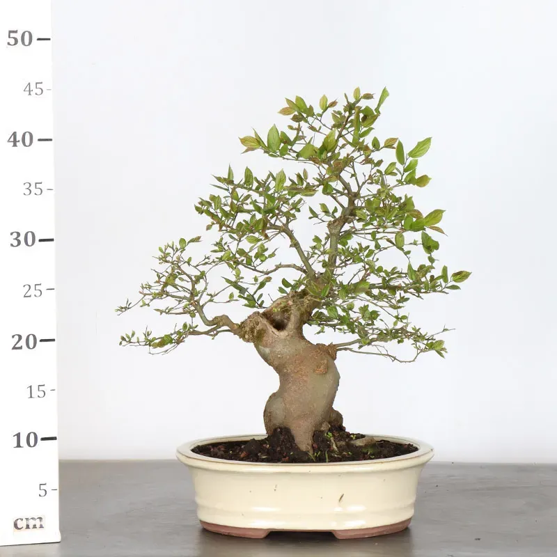 image supplémentaire - MICOCOULIER "CELTIS...