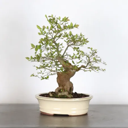 HACKBERRY "CELTIS AUSTRALIS" 1-1