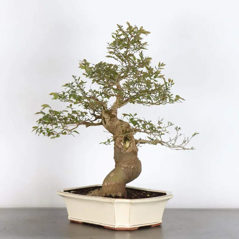 image supplémentaire - HACKBERRY "CELTIS...